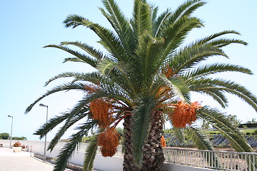 Image showing Palm with fruits