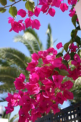 Image showing Bougainvillea and palm in background