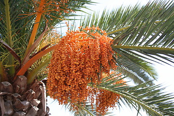 Image showing Ripe fruits on palm