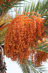 Image showing Ripe palm fruits