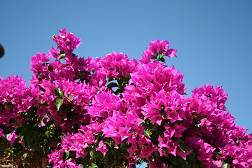 Image showing Bougainvillea