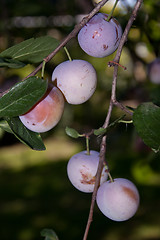 Image showing plums on the bough