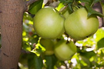 Image showing green apples