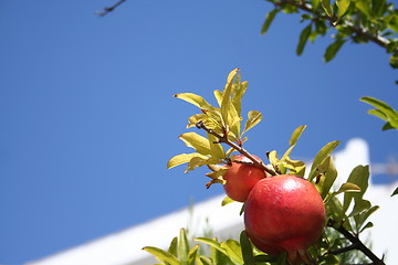 Image showing Pomegranate on tree in garden