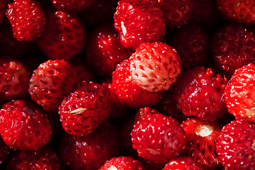 Image showing wild strawberries