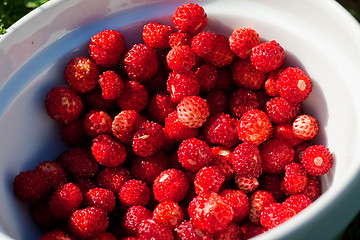 Image showing wild strawberries