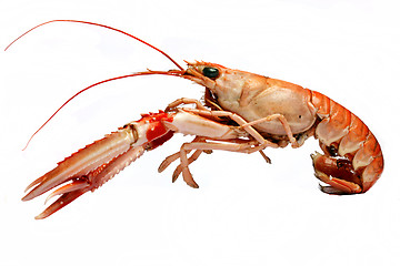 Image showing crawfish