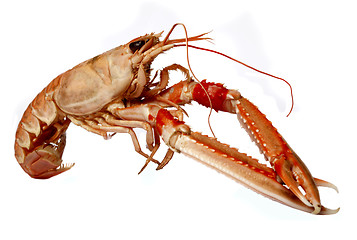 Image showing crawfish 