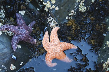 Image showing Two starfish in Alaska tide pool