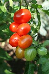 Image showing Tomatoes