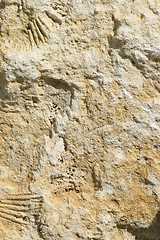 Image showing Limestone fossils