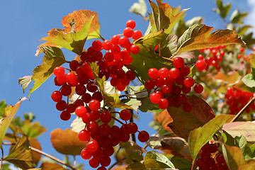 Image showing Autumn