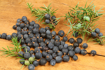 Image showing Juniper