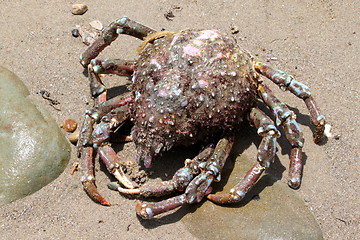 Image showing Crab Beach