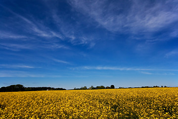 Image showing canola field