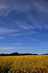 Image showing Canola field