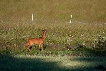 Image showing Roebuck