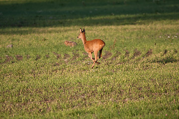 Image showing Deer running over field