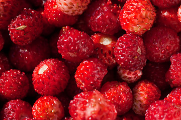 Image showing wild strawberries