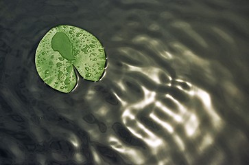 Image showing leaf on water