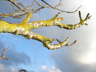 Image showing branch covered in moss