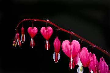 Image showing bleeding heart