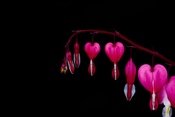 Image showing bleeding heart