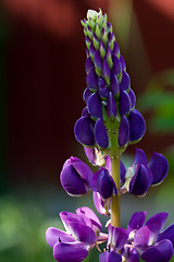 Image showing Purple lupin