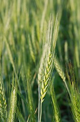 Image showing Wheat