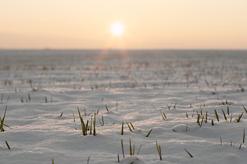 Image showing Snow