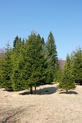 Image showing Trees