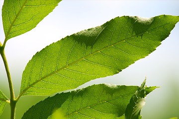 Image showing Leaves