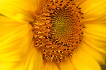 Image showing Sunflowers