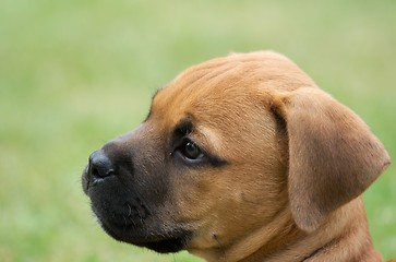 Image showing Puppy