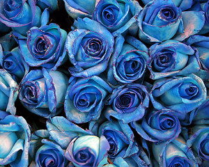 Image showing Blue roses