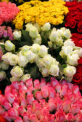 Image showing Roses