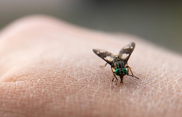 Image showing Insect