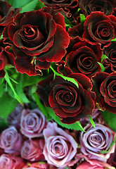 Image showing Roses