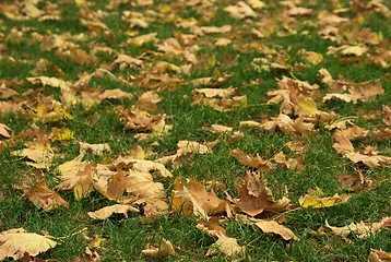 Image showing Leaves