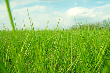 Image showing Grass