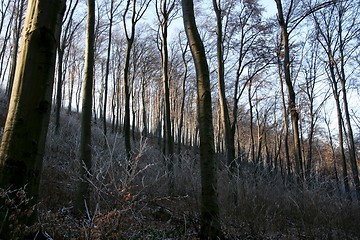 Image showing Forest