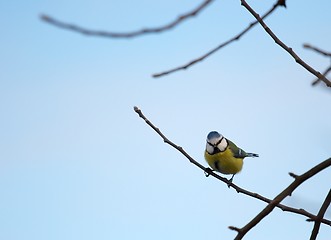 Image showing Bird