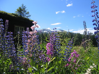 Image showing Summer meadow