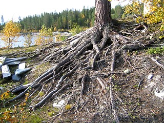 Image showing Roots