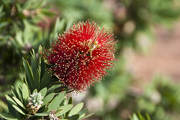 Image showing Flowers in Noosa, Australia, August 2009