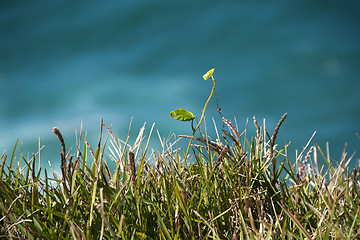 Image showing Grass and Water, Byron Bay, Australia, August 2009