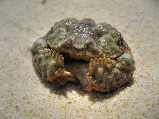 Image showing Defensive Crab, Koh Samui, Thailand, August 2007