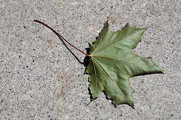 Image showing Maple Leaf on a Toronto Street, Canada, August 2008