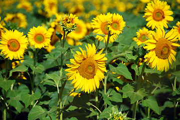 Image showing Sunflowers Field, Tuscany, July 2007
