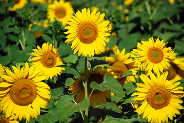 Image showing Sunflowers Field, Tuscany, July 2007